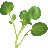Cress Leaf price in Nepal today